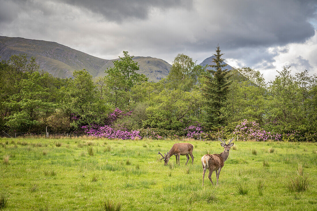 Junge Hirsche im Glen Etive, Highlands, Schottland, Großbritannien
