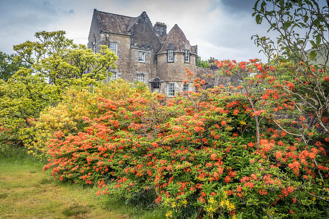 Rhododendrons in the park at Ardkinglas Woodland House, Cairndow, Argyll and Bute, Scotland, UK