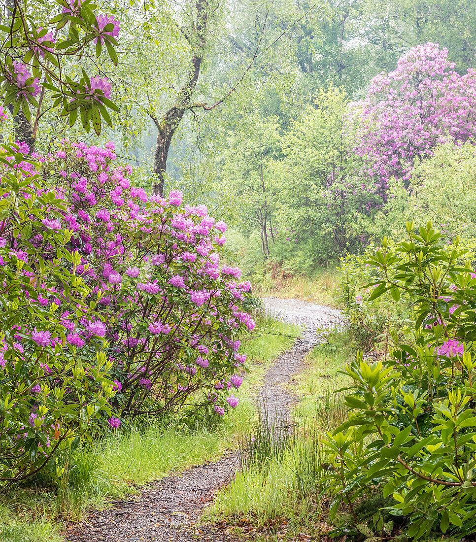 Waldweg bei der Glenfinnan Church St. Mary, Highlands, Schottland, Großbritannien