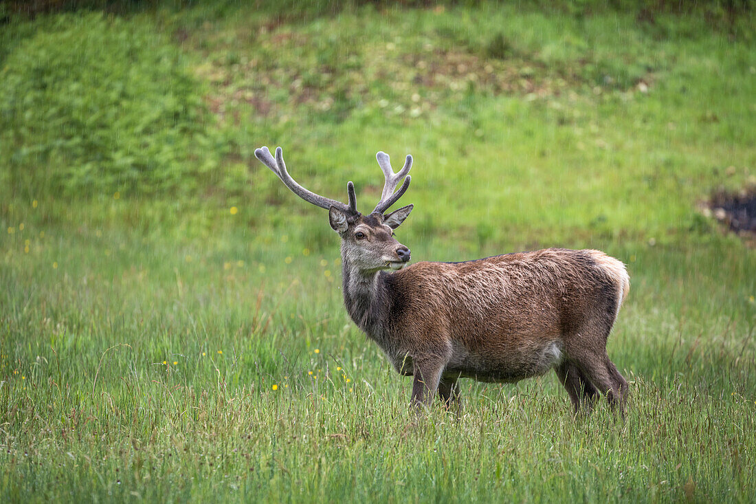 Hirsch am Loch Shiel bei Glenfinnan, Highlands, Schottland, Großbritannien