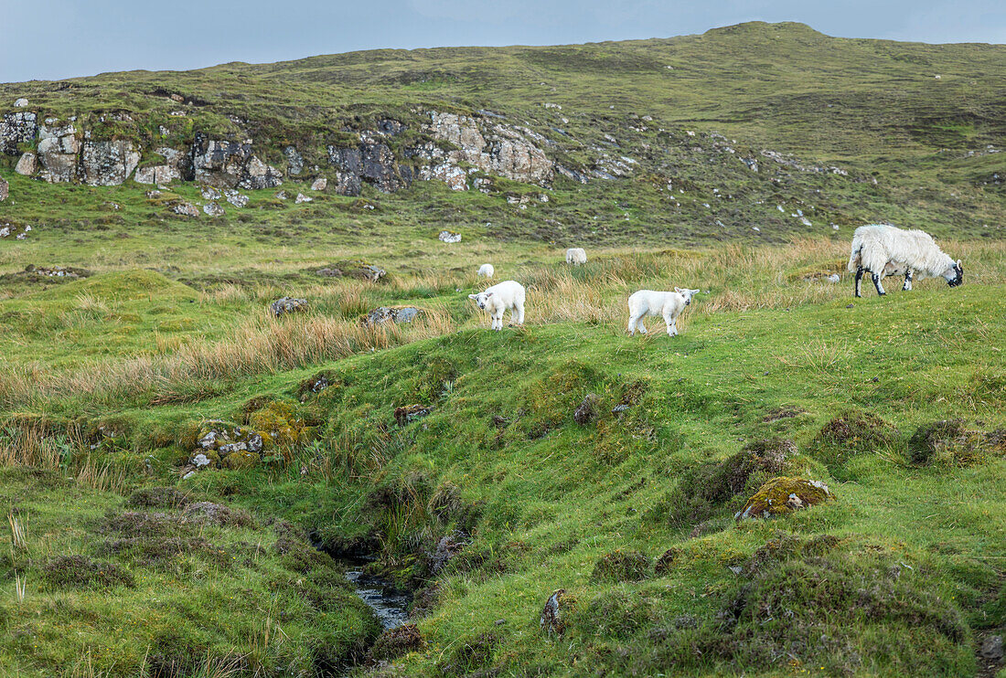 Schafe am Neist Point Cliff, Isle of Skye, Highlands, Schottland, Großbritannien