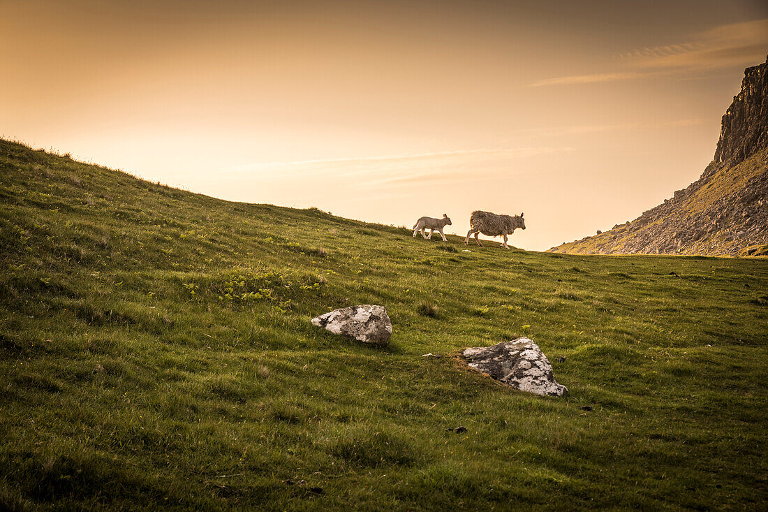 Sheep at Neist Point Cliff, Isle of Skye, Highlands, Scotland, UK