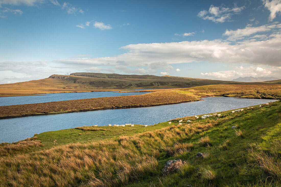 Flock of sheep at Loch Leathan, Trotternish Peninsula, Isle of Skye, Highlands, Scotland, UK