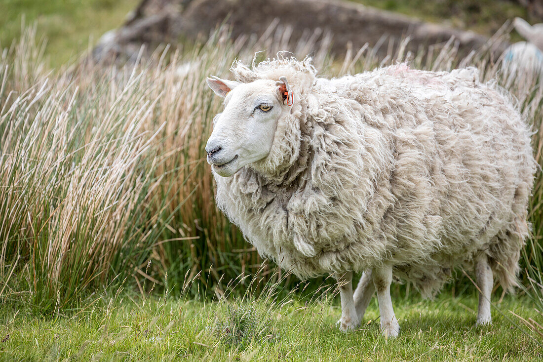 Schafherde bei Dunvegan, Isle of Skye, Highlands, Schottland, Großbritannien
