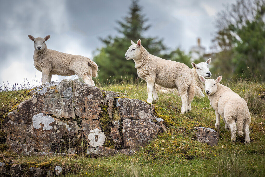 Lambs in the Hamra River Valley near Colbost, Glendale, Isle of Skye, Highlands, Scotland, UK