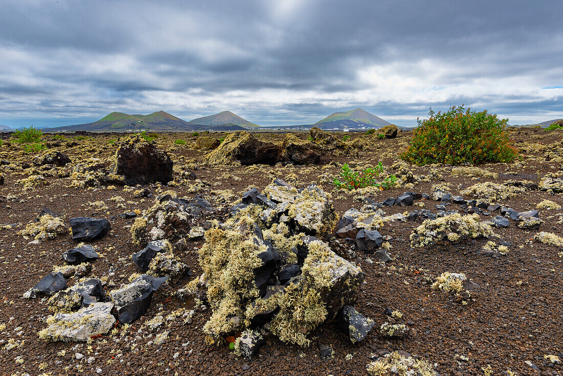 Lava field overgrown with lichen, Parque Natural de Los Volcanes, near Masdache, Lanzarote, Canary Islands, Spain, Europe