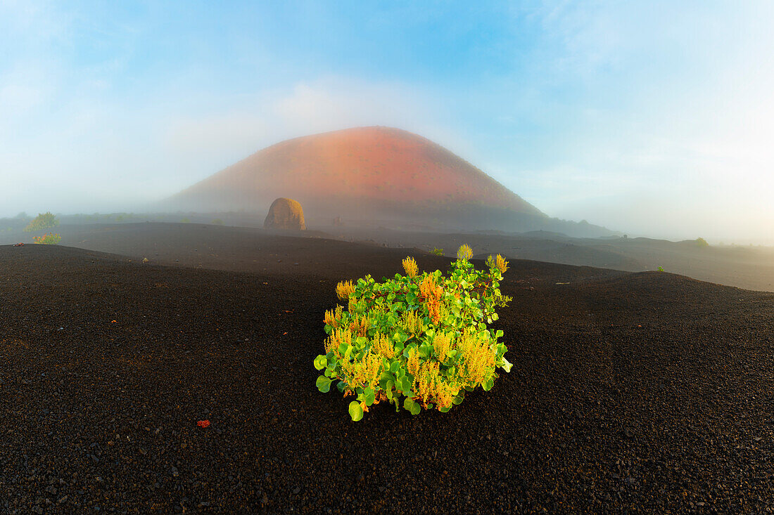 Kanaren-Ampfer (Rumex lunaria) und Lavabombe vor dem Caldera Colorada, Parque Natural de Los Volcanes, bei Masdache, Lanzarote, Kanarische Inseln, Spanien, Europa