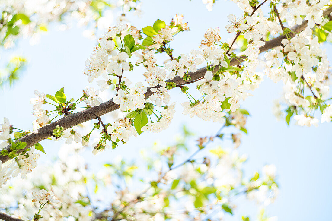 Blühender Kirschbaum im Frühlingsgarten