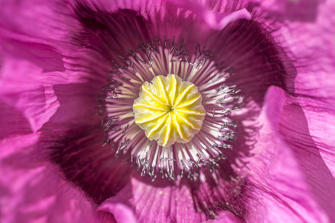 Garden Poppy, Trerice House at Newquay, Cornwall, England