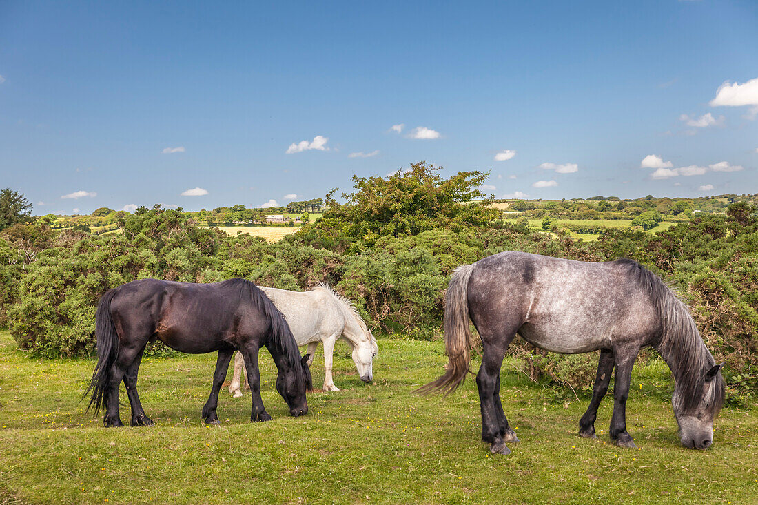 Wild Bodmin Moor Ponies at St Neots, Cornwall, England