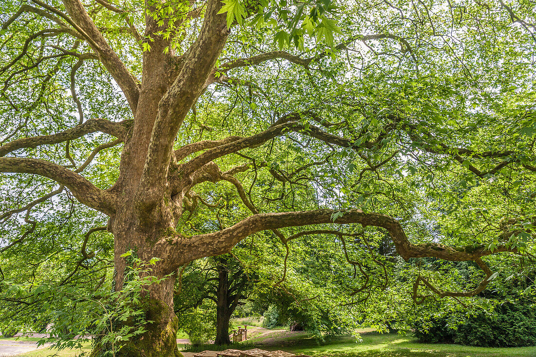 Sycamore in Tyntesfield Park near Bristol, North Somerset, England