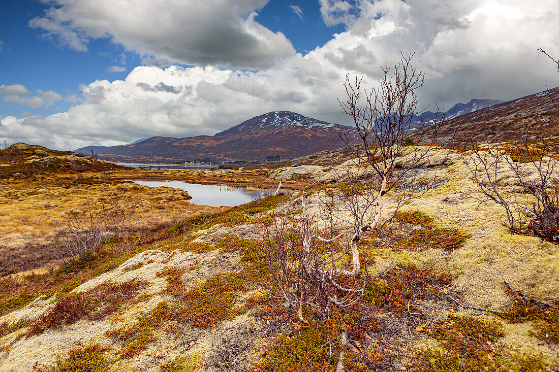 Moorlandschaft auf Insel Senja, hinter dem Polarkreis in Norwegen