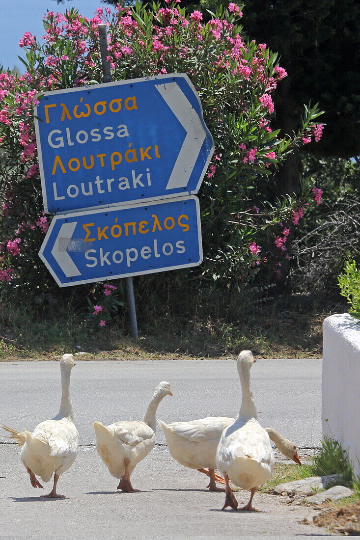 Gänse im Ort Loutraki an der Nordostspitze der Insel Skopelos, Nördliche Sporaden, Griechenland