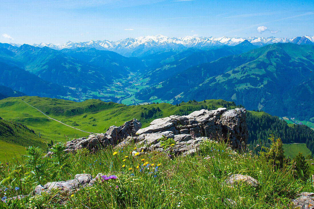 Österreich, Alpengarten am Kitzbüheler Horn, mit Blick, auf Tauernkette, Tirol