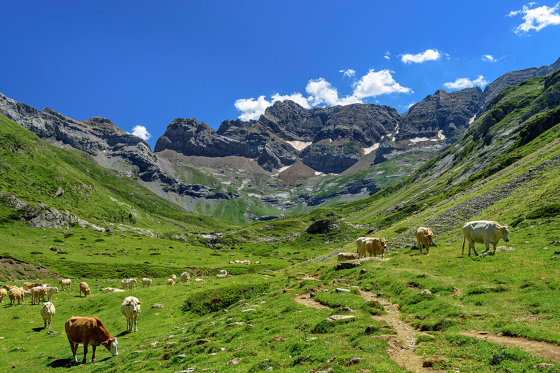 Cows graze along the hiking trail to the Cirque d'39; Estaube, Gavarnie, Pyrenees National Park, UNESCO World Heritage Site Monte Perdido, Pyrenees, France