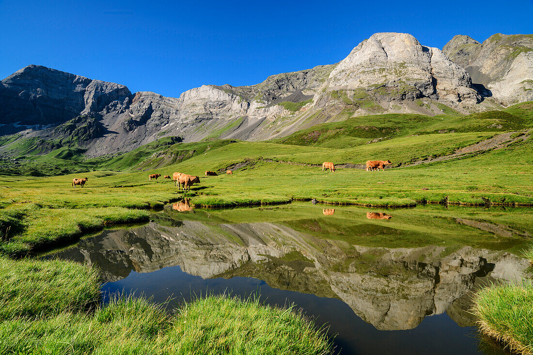 Berge und weidende Kühe spiegeln sich im See, Cirque de Troumouse, Gavarnie, Nationalpark Pyrenäen, UNESCO Welterbe Monte Perdido, Pyrenäen, Frankreich