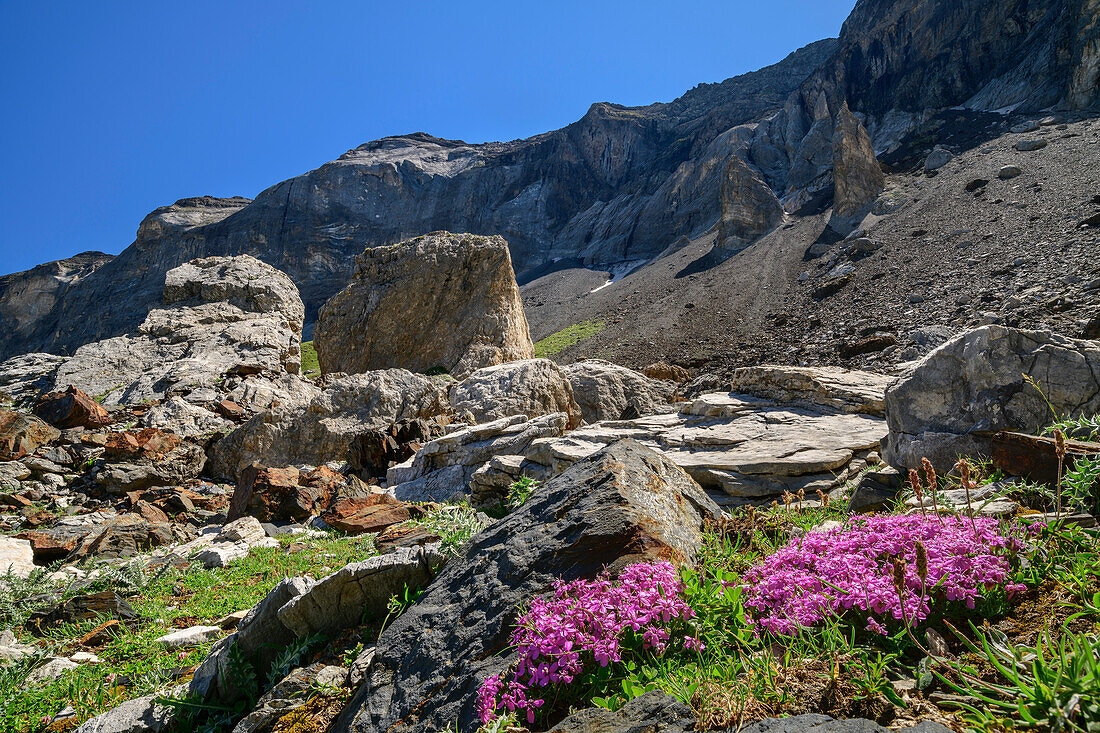 Rosa blühendes Leimkraut mit Felsblöcken im Hintergrund, Cirque de Troumouse, Gavarnie, Nationalpark Pyrenäen, UNESCO Welterbe Monte Perdido, Pyrenäen, Frankreich