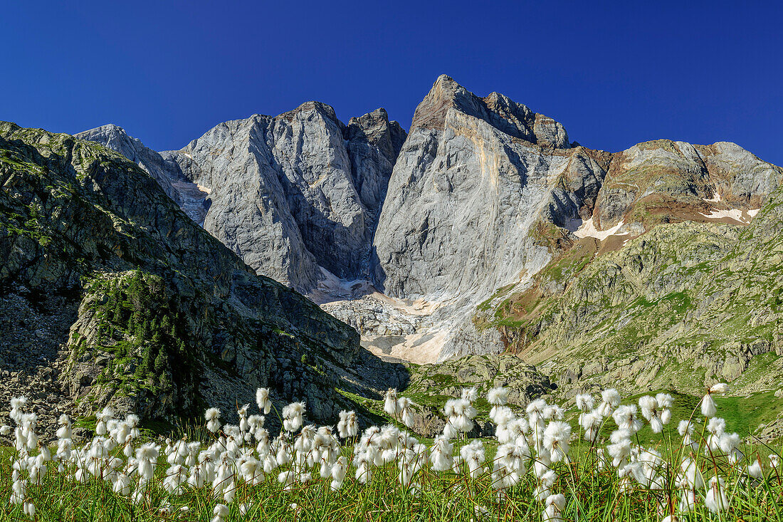 Meadows with flowering cotton grass and Vignemale in the background, Vallee de Gaube, Gavarnie, Pyrenees National Park, Pyrenees, France