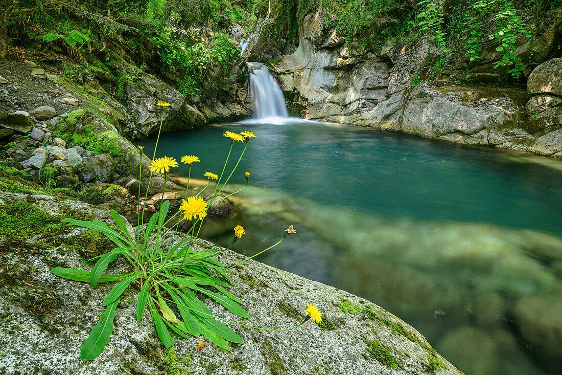 Felsplatte mit blühenden Bergblumen und Bach mit Wasserfall im Hintergrund, Vallee d'Ossau, Nationalpark Pyrenäen, Pyrenäen, Frankreich