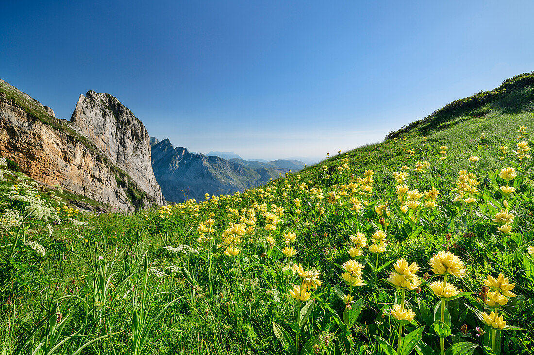 Mountain meadow with yellow gentians, Vallee d'39; Ossau, Pyrenees National Park, Pyrenees, France