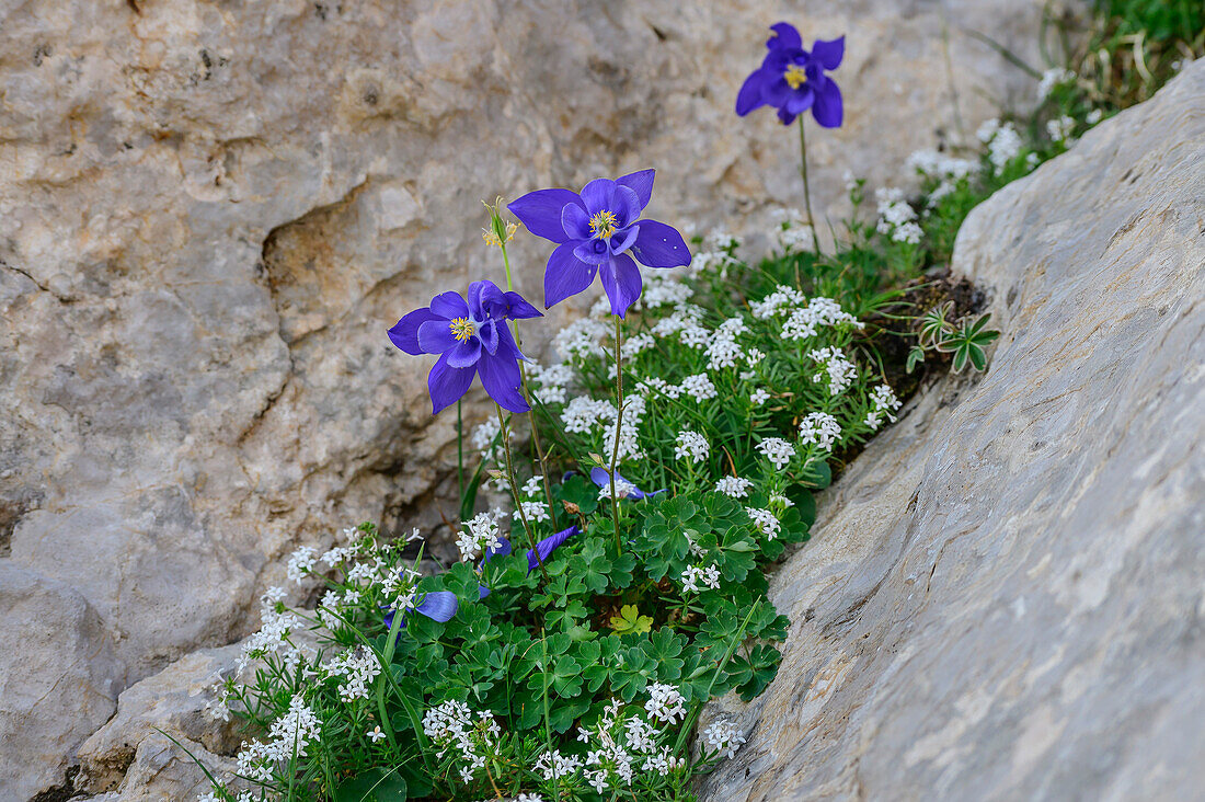 Blau blühende Akelei auf Felsplatte, Circo de Olibon, Pyrenäen, Aragon, Spanien