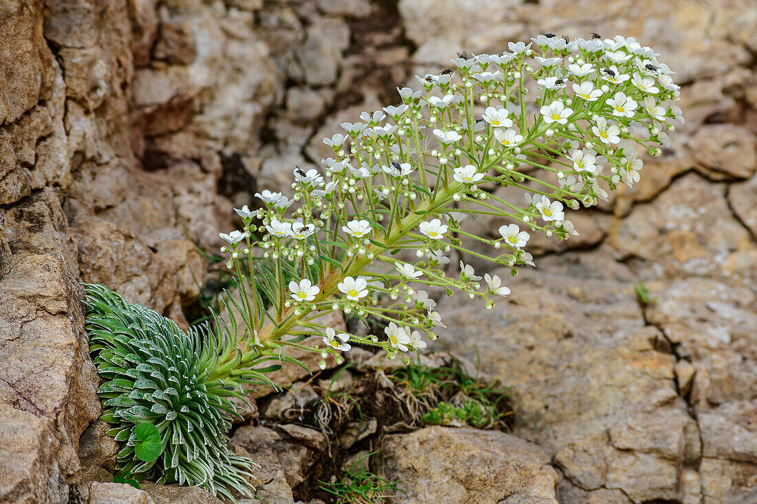 White flowering Saxifrage, Circo de Olibon, Pyrenees, Aragon, Spain