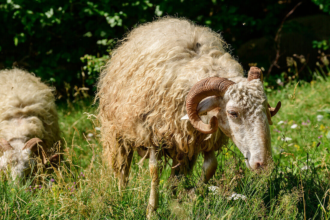 Schafe weiden im hohen Gras, Pyrenäen, Frankreich