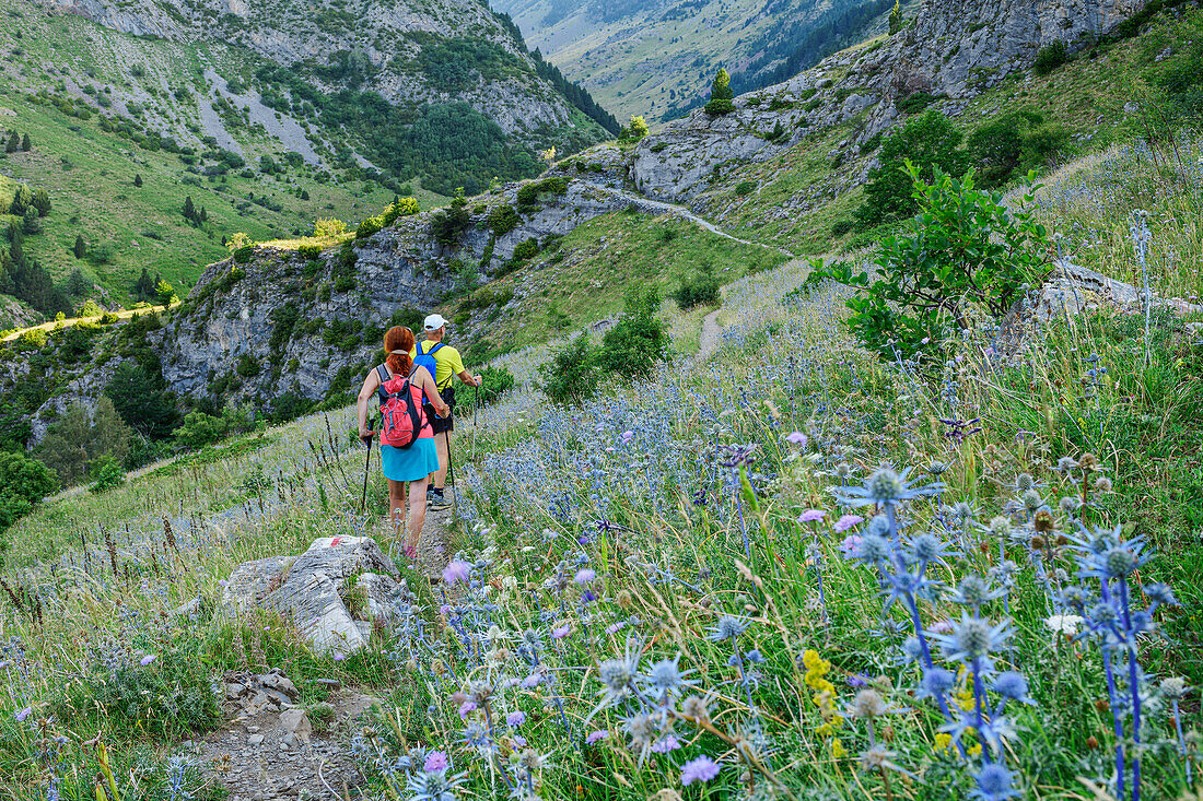 Mann und Frau wandern durch Blumenwiesen mit blau blühendem Mannstreu, Valle del Rio Ara, Nationalpark Ordesa y Monte Perdido, Ordesa, Huesca, Aragon, UNESCO Welterbe Monte Perdido, Pyrenäen, Spanien