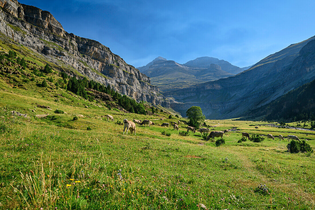 Valley of the Rio Arazas with grazing cows, Monte Perdido in the background, Rio Arazas, Ordesa Valley, Ordesa y Monte Perdido National Park, Ordesa, Huesca, Aragon, Pyrenees, Monte Perdido UNESCO World Heritage Site, Spain