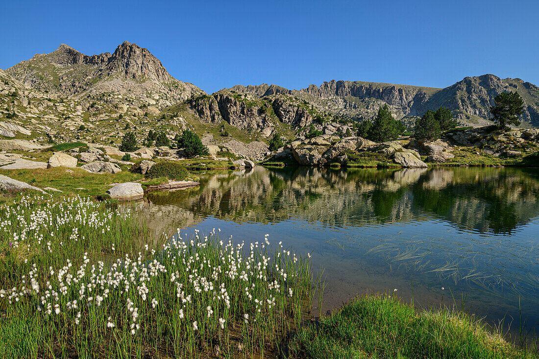 Weiß blühendes Wollgras an Bergsee, am Refugi Josep Maria Blanc, Nationalpark Aigüestortes i Estany de Sant Maurici, Katalonien, Pyrenäen, Spanien