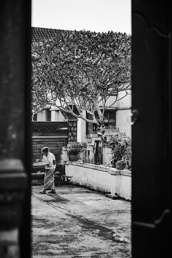 A woman elder walks around her courtyard in a village in Gianyar Bali, she is collecting frangipani blossoms underneath a large frangipani tree.