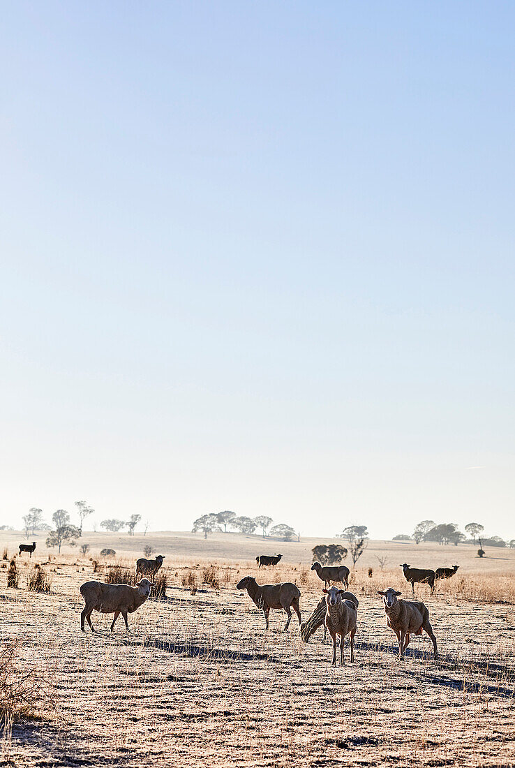 Schafe grasen am frühen Morgen auf einer Koppel an einem Wintermorgen in Mummel, ländlichen NSW Australien