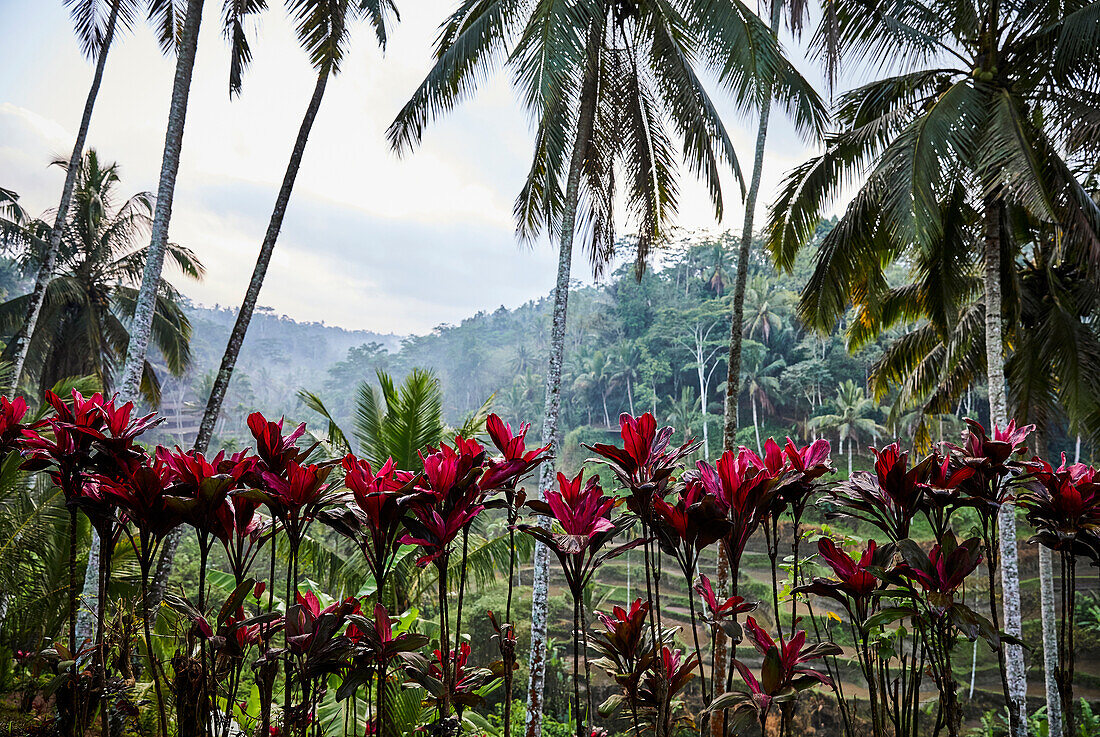 Early morning at the Tegallalang Rice Terraces, Ubud Bali Indonesia, a row of palm trees and pink cordyline plants.