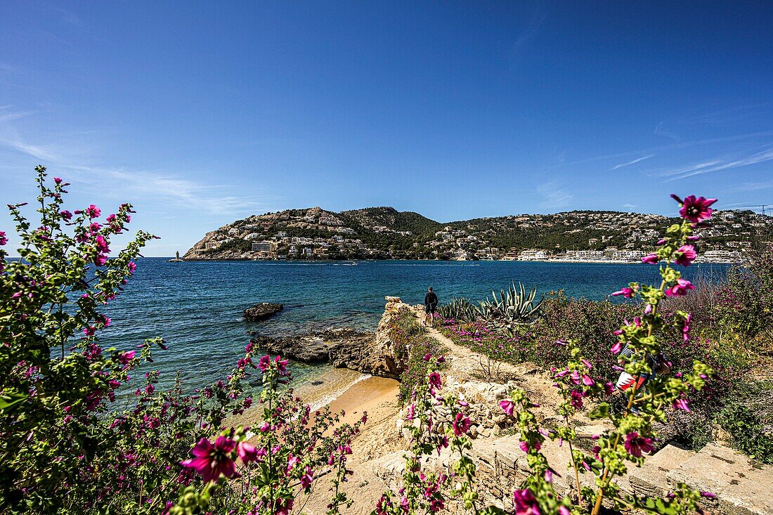 Path by the sea with wildflowers and a view of Port d´Andratx, Mallorca, Spain