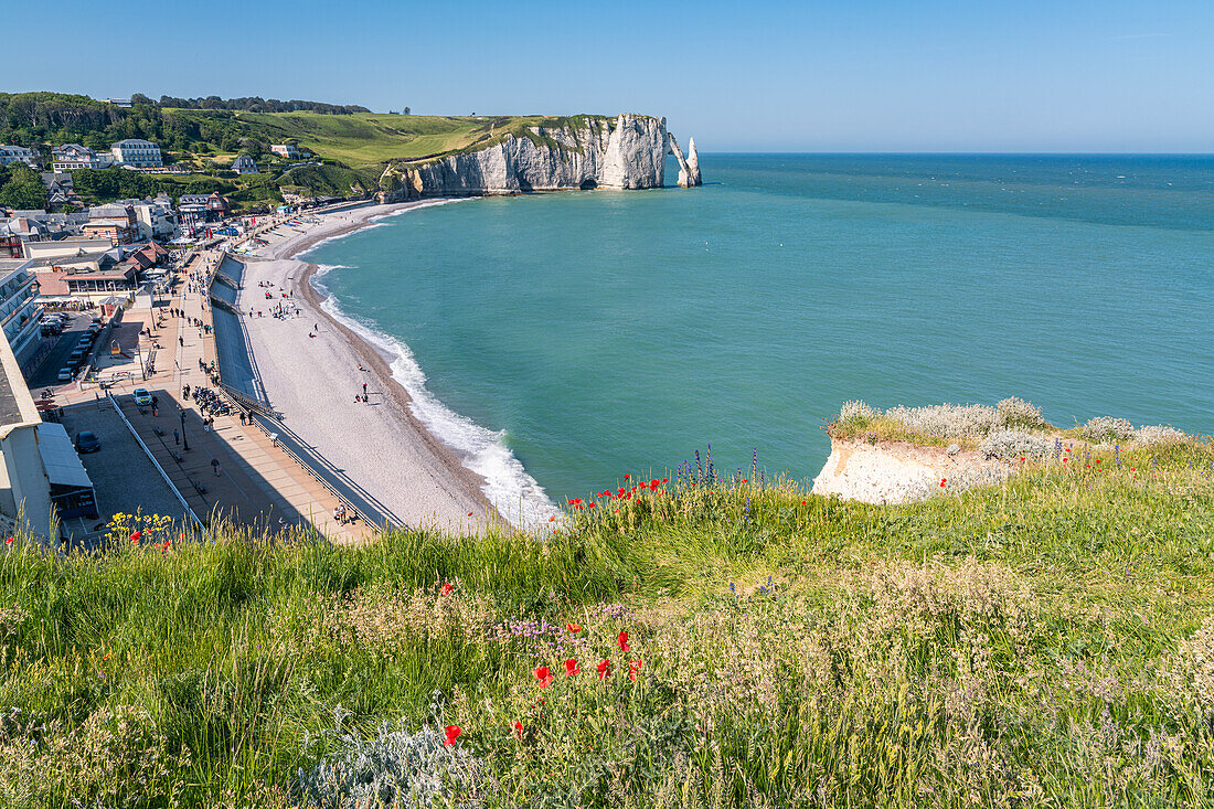 Blick auf die Kreidefelsen mit Wildblumen im Vordergrund,  Etretat, Normandie, Frankreich