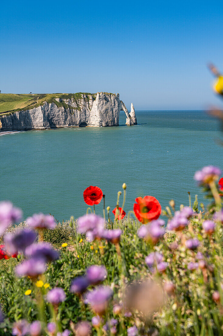 View of the Etretat chalk ledges with wildflowers in the foreground