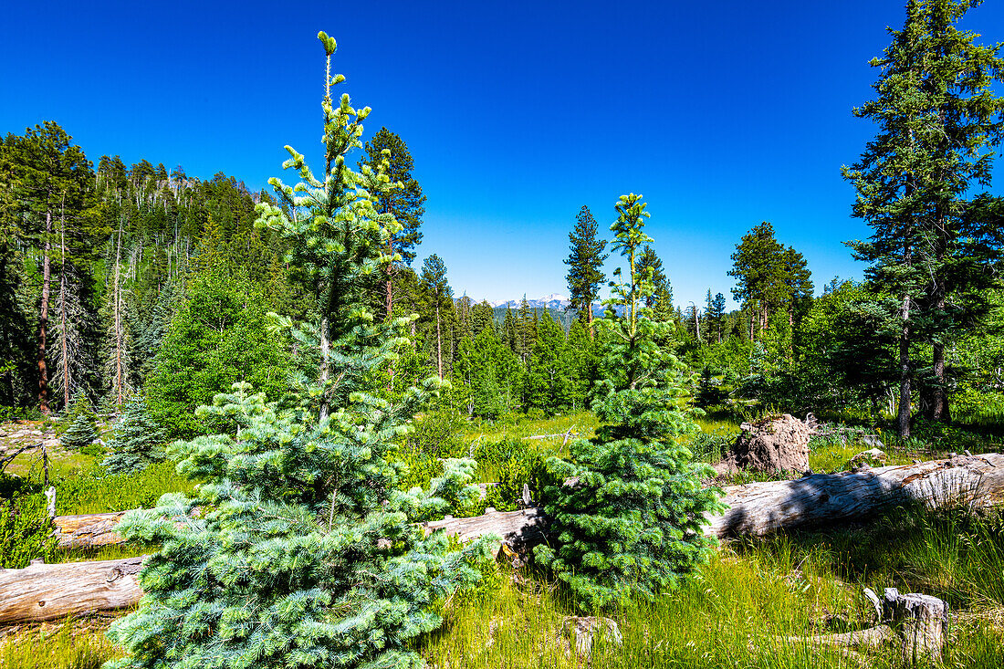 Williams Reservoir and Creek are in the wilderness between Pagosa Springs and lake City