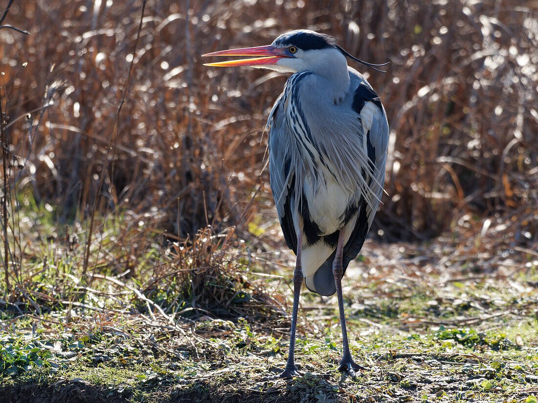 Gray Heron, Ardea cinerea