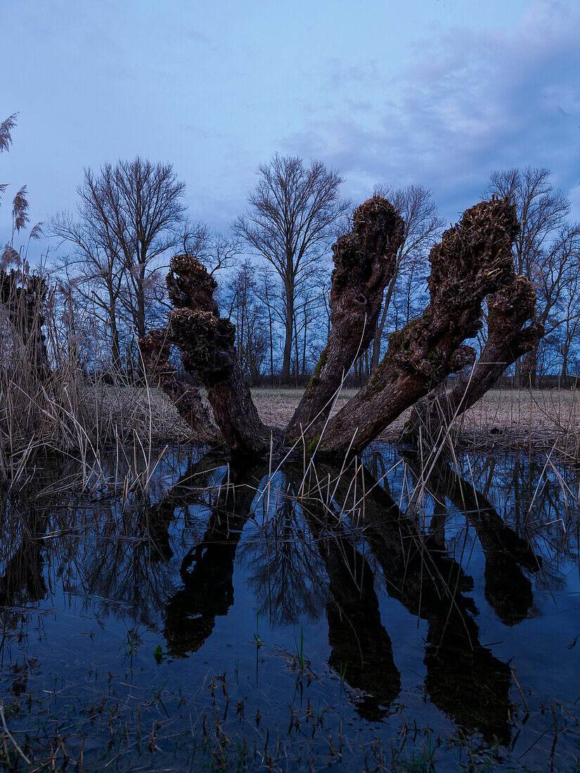 Pollard willows at the Unkenbach in the NSG Grettstädter Riedwiesen in the evening light, Schweinfurt district, Lower Franconia, Bavaria, Germany