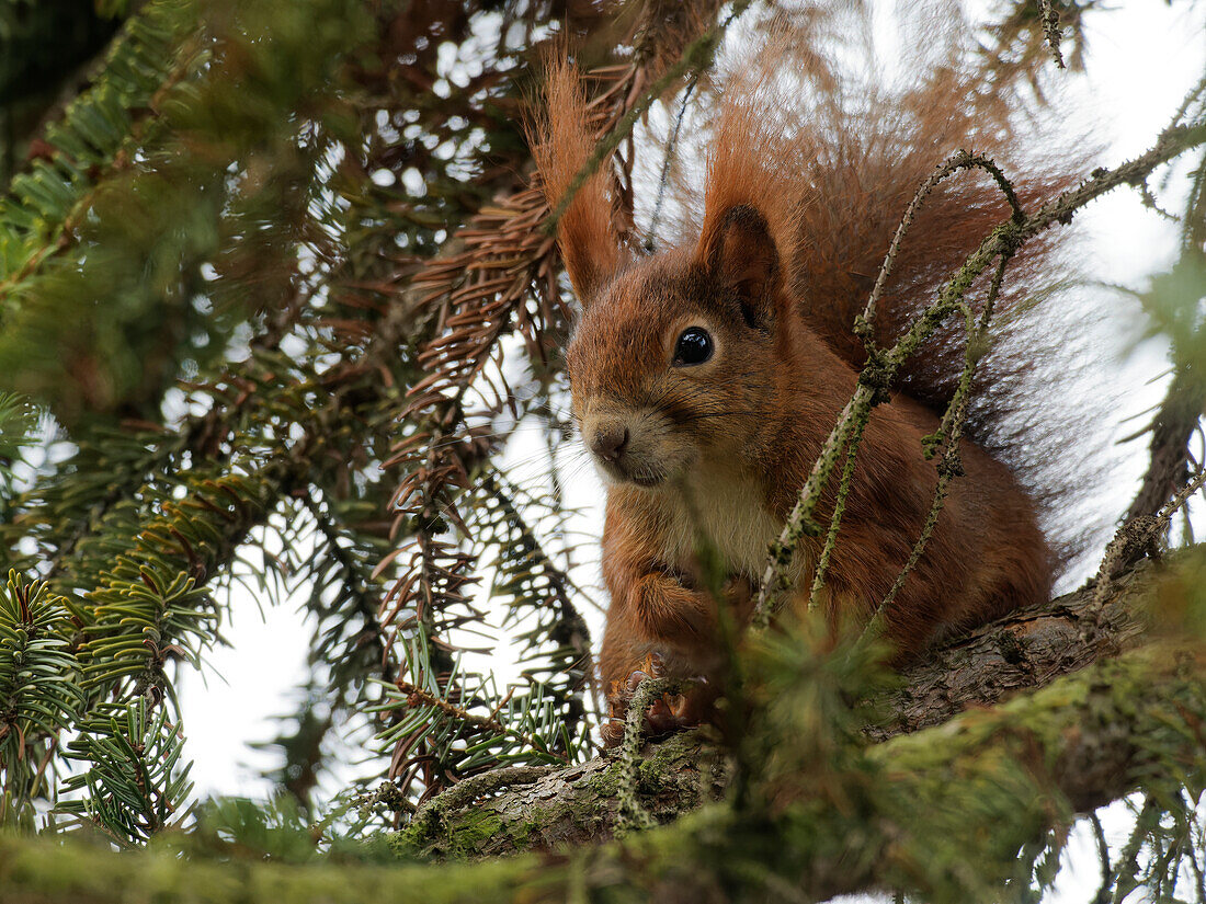 Eurasisches Eichhörnchen sitzt auf Ast, Eichkater, (Sciurus vulgaris)