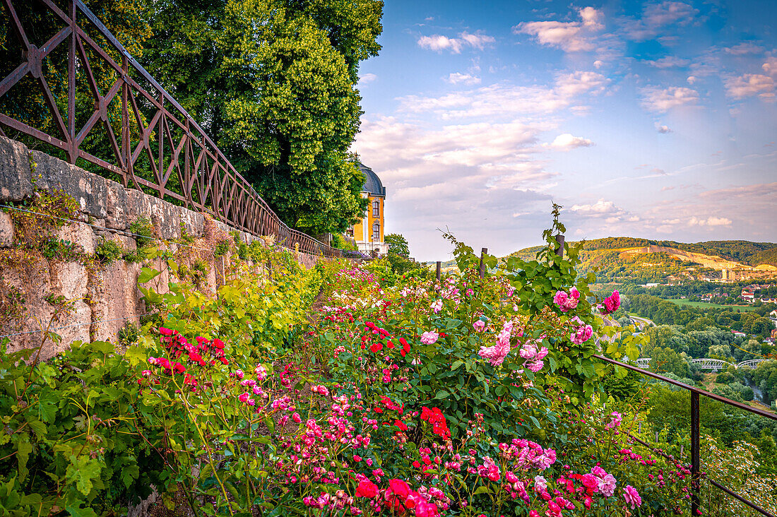 Verschiedene Rosen im Schlosspark der Dornburger Schlösser, bei Jena, mit dem Rokokoschloss im Hintergrund, Dornburg-Camburg, Thüringen, Deutschland