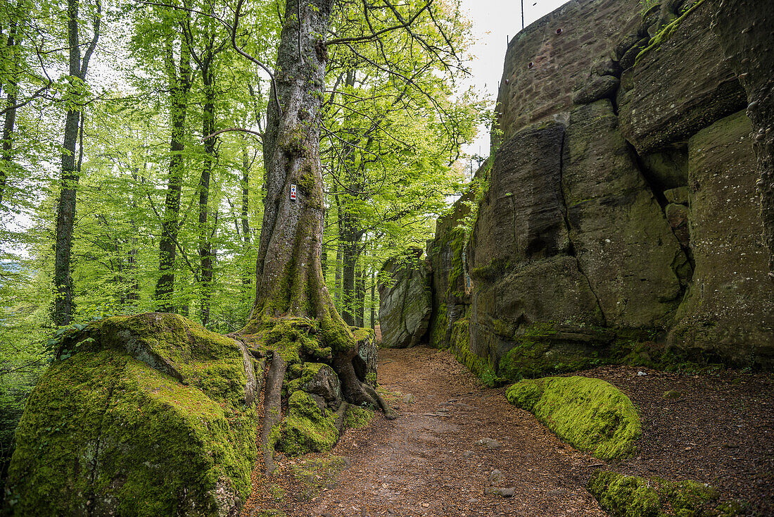 Hiking trail and rocks, Mont Sainte-Odile monastery, Ottrott, Bas-Rhin department, Alsace, France