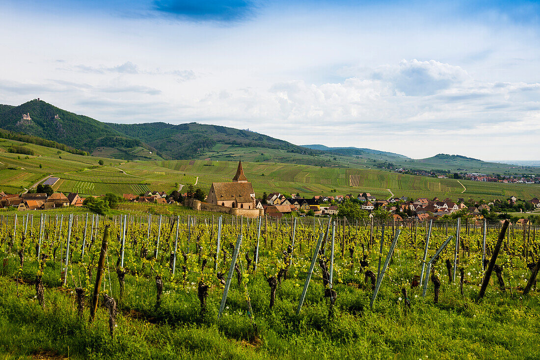 Weinberge und Gotische Wehrkirche Saint-Jacques, Hunawihr, Grand Est, Haut-Rhin, Elsass, Frankreich