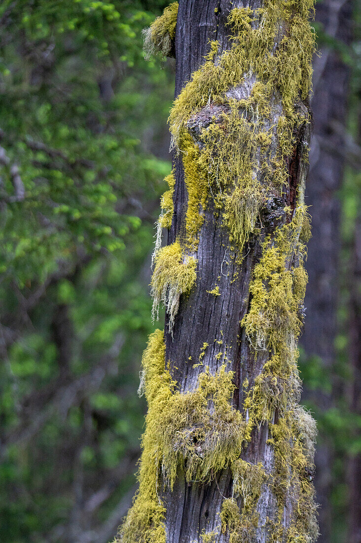 Flechten an einem Baumstamm, close-up