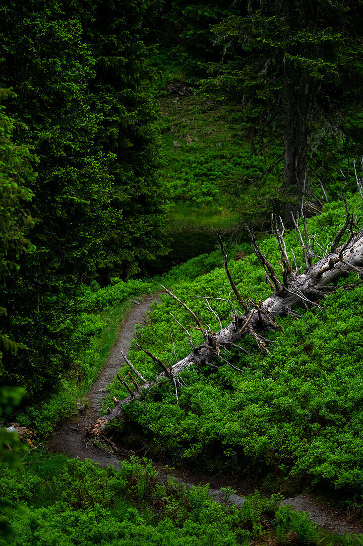 Rauriser Urwald, Naturlehrpfad bei Kolm-Saigurn, Rauris, Nationalpark Hohe Tauern, Pinzgau, Salzburg, Österreich