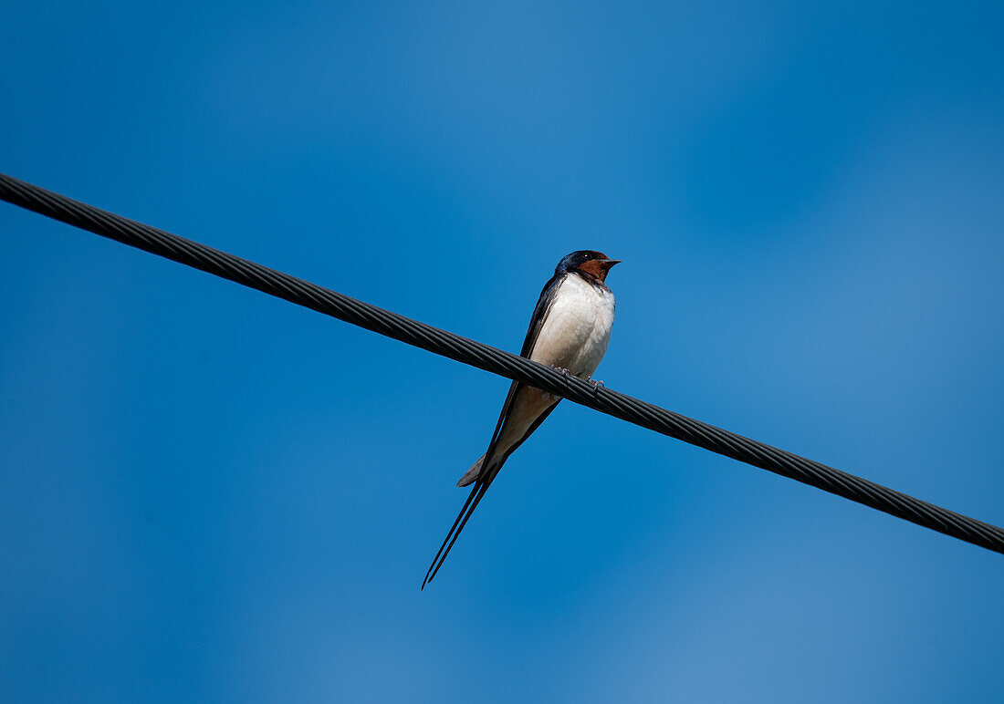 Barn swallow (Hirundo_rustica) on railway cable - Natura 2000 protected area Salzachauen, Salzburg, Austria