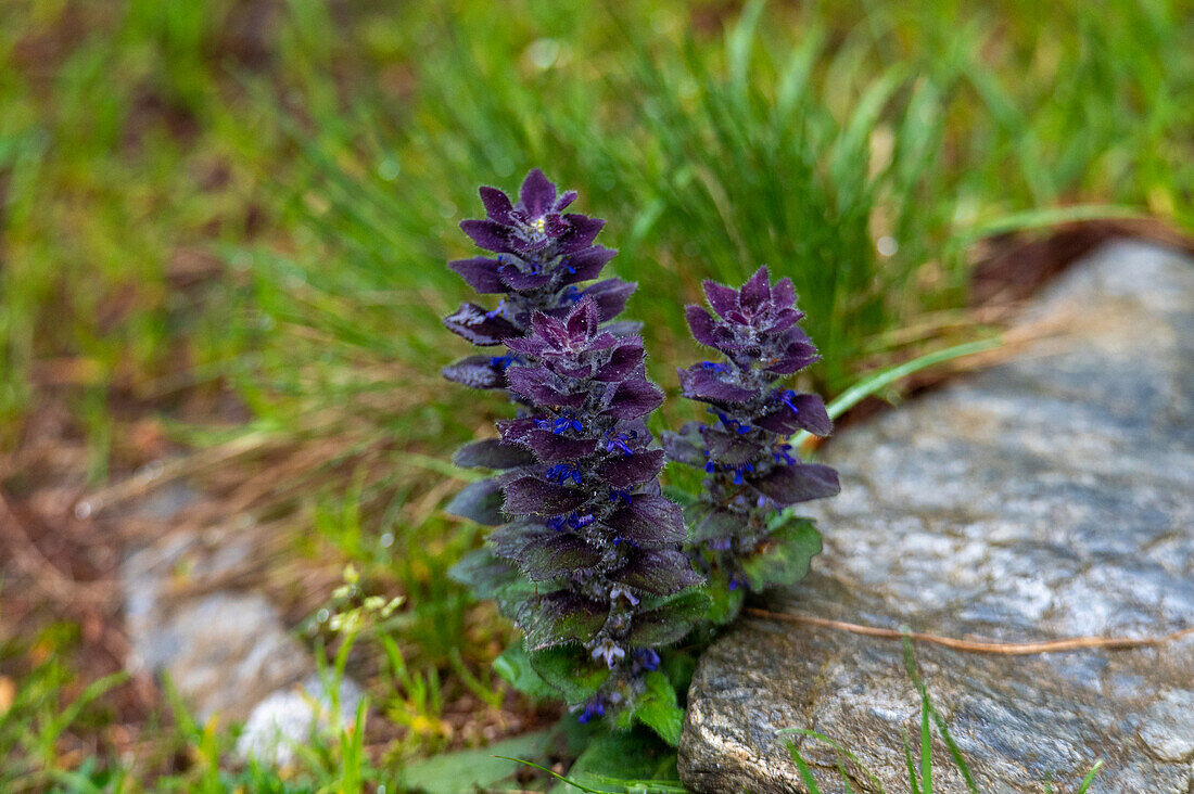 Pyramidal guensel (Ajuga pyramialis) on alpine meadows in the Hohe Tauern National Park