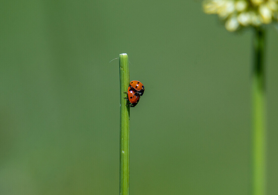 Seven-spot ladybirds (Coccinella septempunctata) mating, Alpine Matten, Hoher Goell, Salzburg, Austria