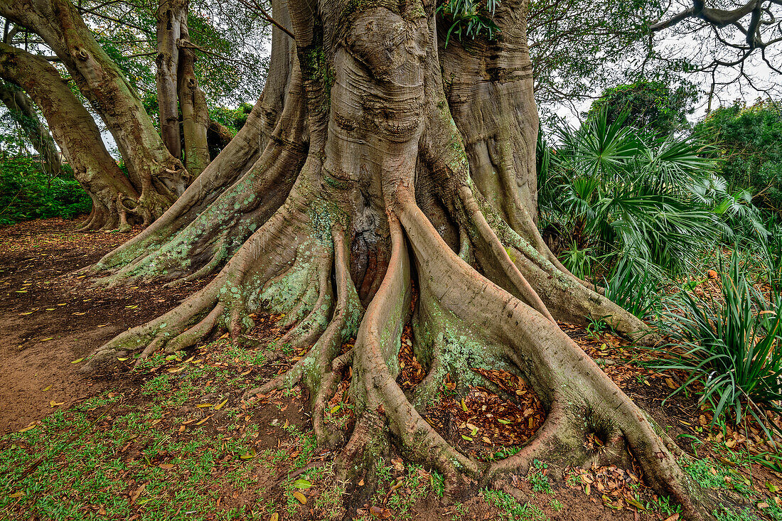 Trunk and roots of a ficus tree, Ficus cotinifolius, Botanic Gardens, Durban, South Africa