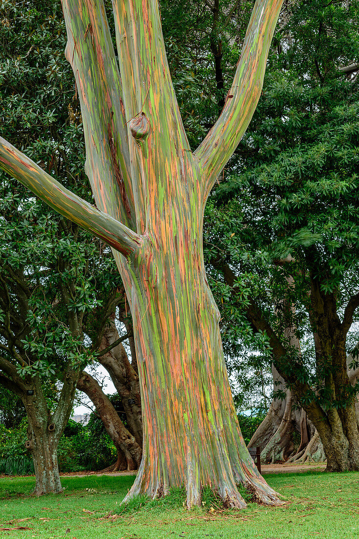 Vielfarbiger Eukalyptusbaum, (Myrtaceae, Eucalyptus deglupta), Botanischer Garten, Durban, Südafrika